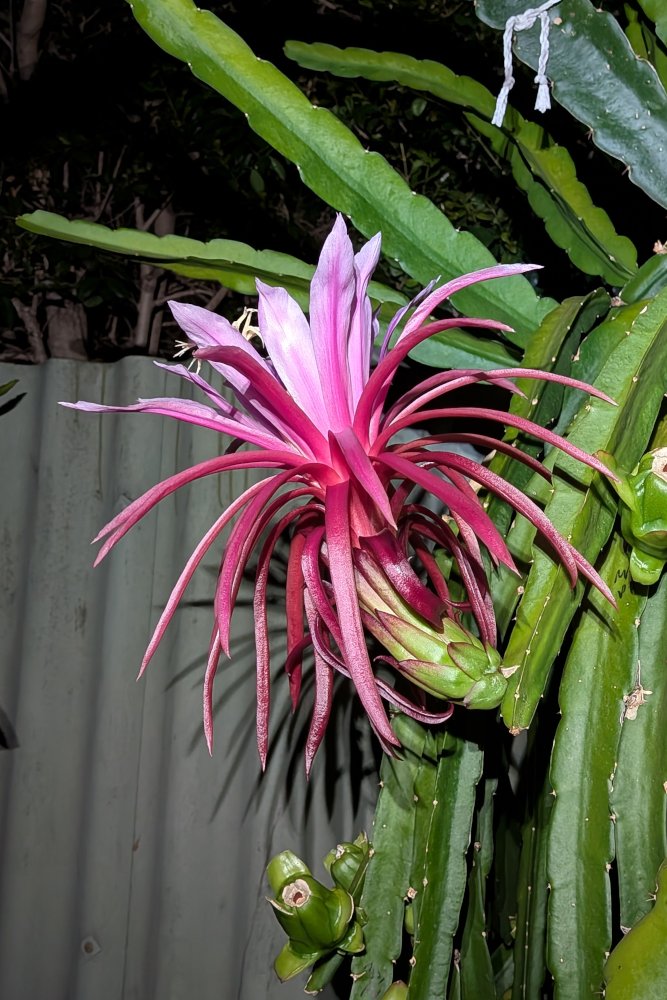 Day Flower